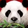 Wild Panda casino slot game App icon